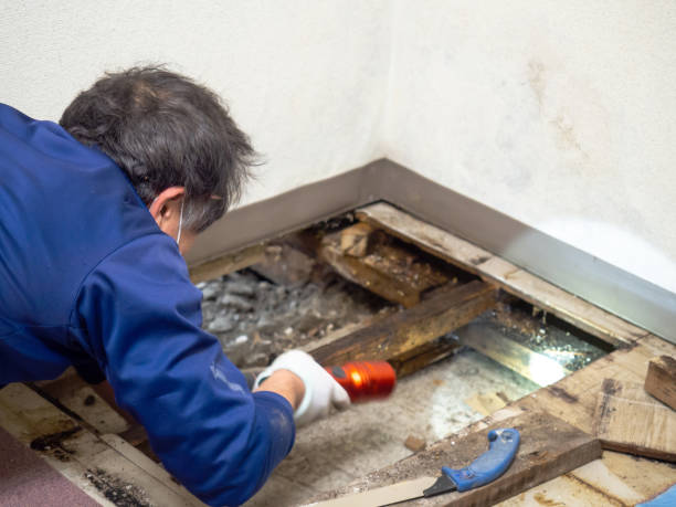 Best Best Mold Removal Companies  in Washburn, WI