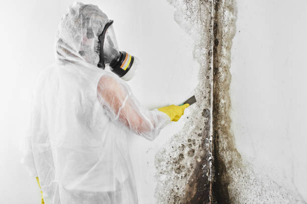 Best Mold Testing and Removal  in Washburn, WI