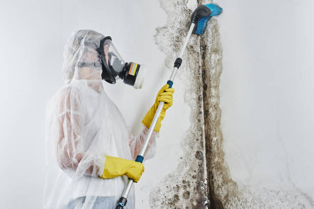 Best Professional Mold Removal  in Washburn, WI