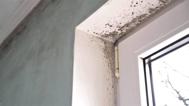 Best Mold Remediation  in Washburn, WI