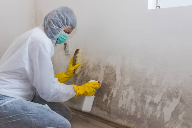 Best Emergency Mold Removal  in Washburn, WI