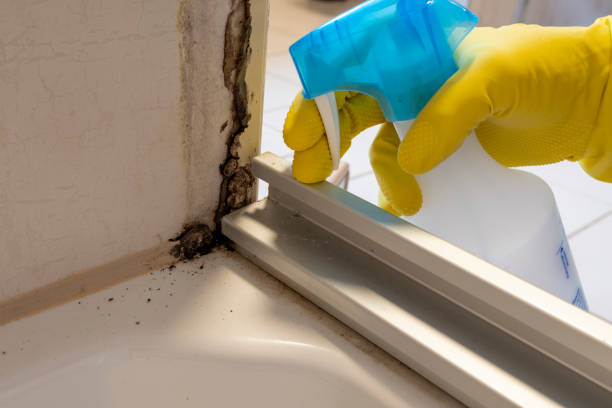 Best Mold Cleaning Services  in Washburn, WI