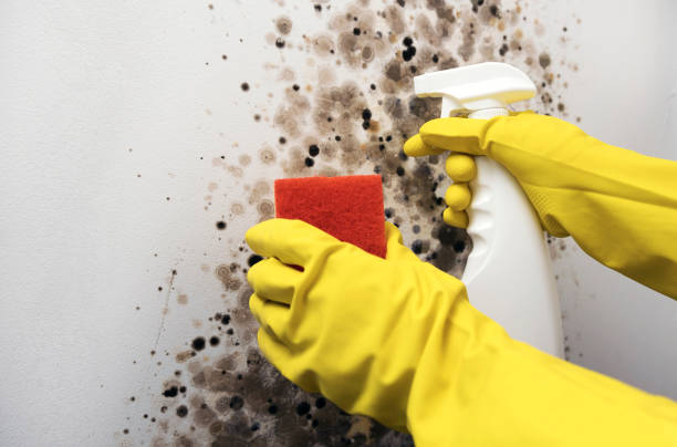 Best Best Mold Removal Companies  in Washburn, WI