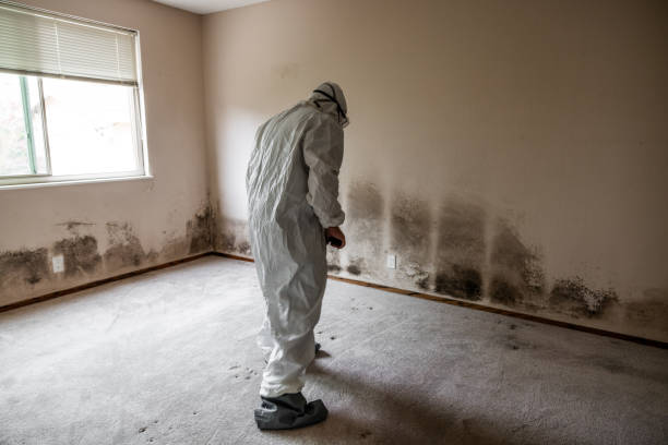 Best Fast Mold Removal  in Washburn, WI